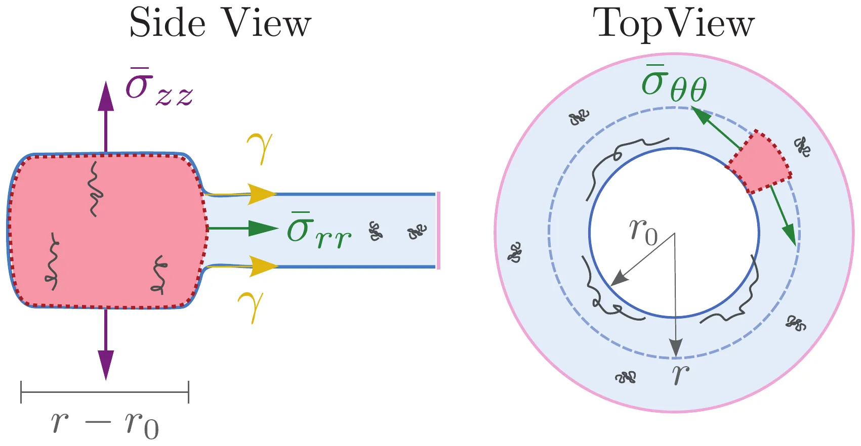 Side and top views of the rim of an opening hole. In the side view the rim is thicker than the sheet, surface tension pulls on both faces of the sheet and the vertical stress acts across the rim; in the top view a piece of the rim is stretched around the hole, producing the hoop stress